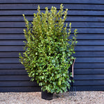 Griselinia littoralis - Height 180-200cm - 25lt