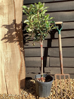 Photinia serratifolia Pink Crispy | Chinese Hawthorn ‘Pink Crispy’ - 1/4 Std - 100-110cm, 9lt