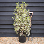 Pittosporum tenuifolium 'Elizabeth' - Height 110-120cm - 12lt