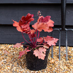 Heuchera 'Fire Alarm' - Height 10-25cm - Perennial - 2lt