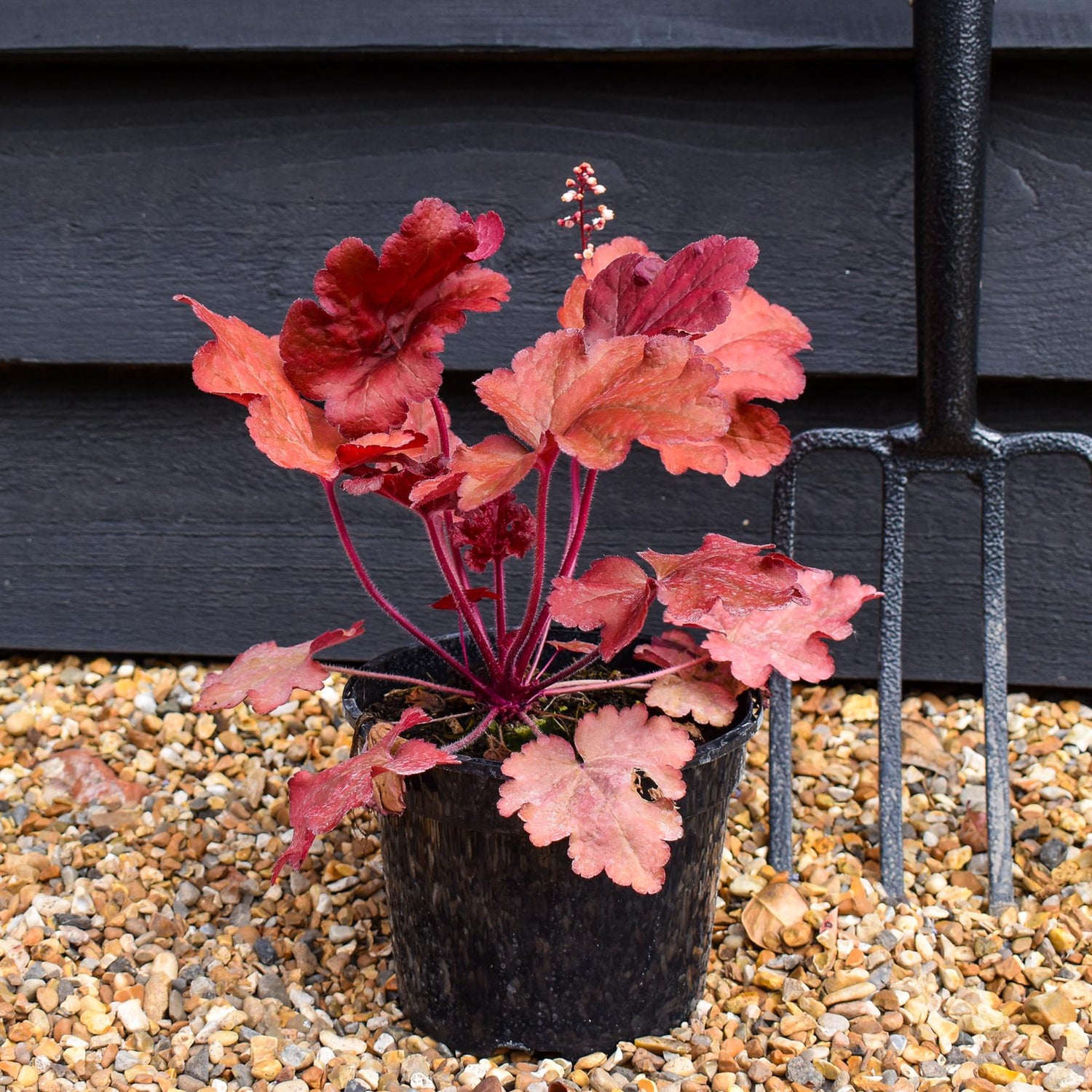 Heuchera 'Fire Alarm' - Height 10-25cm - Perennial - 2lt