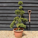 Ilex crenata 'Kinme' | Japanese Holly 'Kinme' - Cloud - Bonsai - 120cm - 18lt