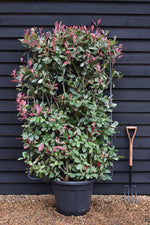 Photinia fraseri Pink Marble ('Cassini') - Metal Frame/Espalier - Height 150cm Width 100cm - 55lt