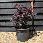 Chinese Fringe Flower | Loropetalum chinense 'Black Pearl' - Ball - Width 40cm Height 40cm -18lt