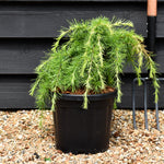 Cedrus deodara 'Lime Glow' | Himalayan Cedar 'Lime Glow' - 40-50cm - 8lt