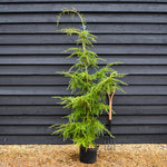 Tsuga heterophylla | Western Hemlock - Height 175-200cm - 10lt
