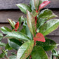 Photinia Red Robin - Compacta - Bush - Shrub - Height 50-90cm - 5lt