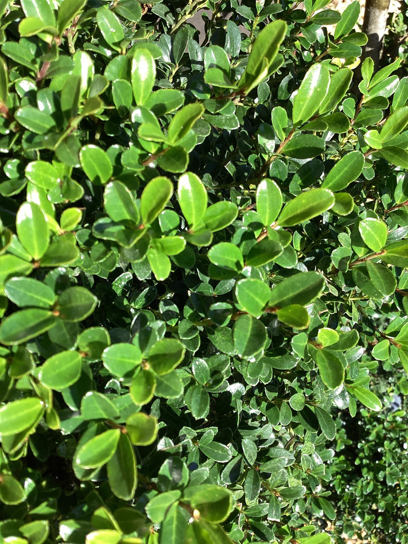 Ilex crenata 'Kinme' - Bonsai - Clouds - Multistem - Height 110-130cm - Bowl - 30lt