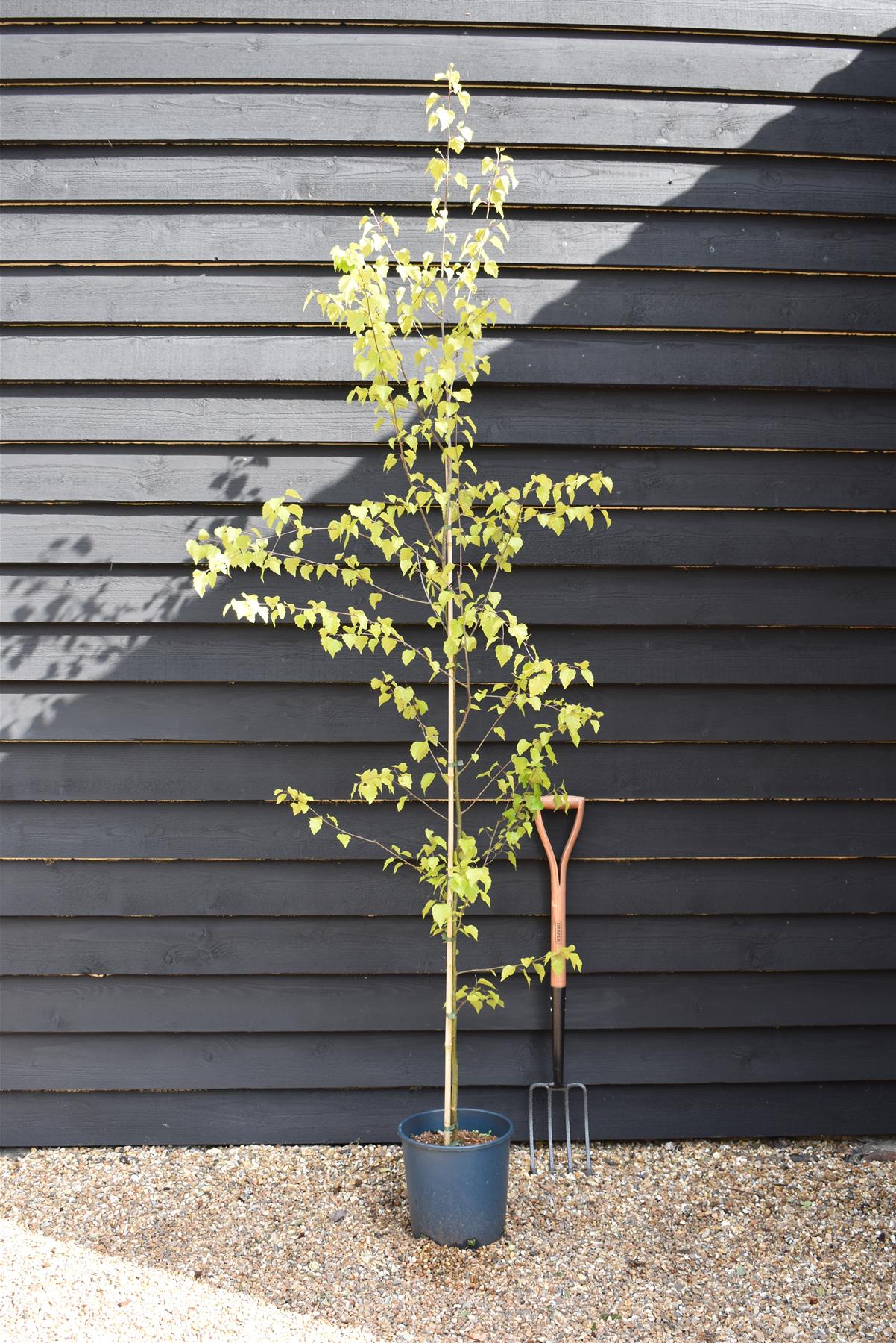 Betula pendula Golden Beauty | Golden Birch Tree - 240-260cm, 10lt