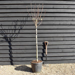 Magnolia 'Butterfly' - Clear stem 120cm - Height 235cm - Girth 8cm - 35lt