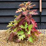 Hydrangea quercifolia Ice Crystal | Oak-leaved hydrangea - 5lt