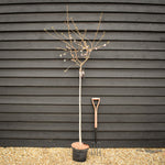 Prunus Subhirtella 'Autumnalis Rosea' | Winter-flowering Cherry - Clear Stem 120cm - Girth 6-8cm - Height 170-200cm - 10lt