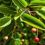 Juneberry | Amelanchier lamarckii - Multistem - Height 200-230cm - 45lt