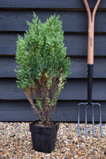 Juniperus chinensis 'Stricta' - Height 40-50cm - 2lt