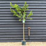 Prunus Nerasifera Pissardii Nigra | Black Cherry Plum - 250-280cm, 10lt