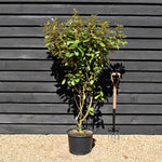 Elaeagnus ebbingei Compacta - Height 90-110cm - 20lt