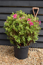 Azalea Japonica Purple Splendor| Rhododendron Purple Splendor - 70-80cm, 15lt