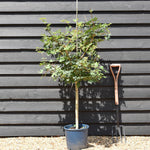 Field Maple | Acer Campestre | Common Maple - Height 120-150cm - 10lt