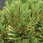 Pinus mugo 'Wintergold' | Golden mountain pine - Height 20-30cm - Width 20cm - 6lt