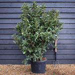Viburnum odoratissimum 'Coppertop'- Bushy - Height 155-165cm - 45lt
