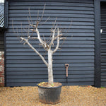 Fig - Ficus carica Specimen Tree 1A - Clear Stem 40cm - Girth 38-40cm - Height 220-230cm - 160lt