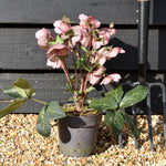 Helleborus 'Rhythm Pink' - Evergreen Perennial - Height 40-50cm - 2lt
