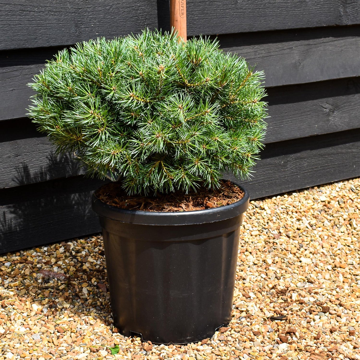 Pinus sylvestris 'Martham' - Height 30-35cm -Width 40-50cm - 18lt