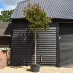 Lagerstroemia indica 'Lucas Red' | Crape Myrtle - Clear Stem - Girth 16-18cm - Height 280-300cm - 150lt
