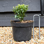 Sweet Box | Sarcococca ruscifolia Dragon Gate - Shrub - Height 15-20cm - 2lt