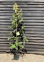Betula pendula Golden Beauty | Golden Birch Tree 1/2 std Clear Stem - 150-180cm, 10lt