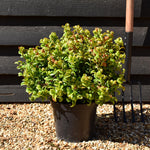Leucothoe Axillaris 'Curly Red'| Dog Hobble - Height 20-30cm - 5lt