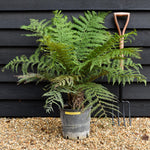 Dicksonia antarctica | Australian tree fern - Height 50-70cm - 10lt