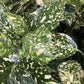 Aucuba japonica 'Variegata' | Spotted Laurel - Height 110-120cm, Width 60cm - 15lt