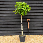 Liquidambar styraciflua 'Gum Ball' - Half standard - Clear Stem 100cm - Girth 6-8cm - Height 140-160cm - 20lt