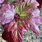Viburnum Opulus Roseum | Snowball Bush - 40-50cm - 12lt