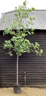 Liriodendron tulipifera | Tulip Tree - Girth 12cm - 400-450cm, 110lt