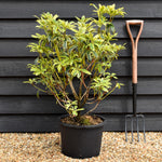 Rhododendron 'Golden Green Gift' - Shrub - Height 60-70cm - 20lt