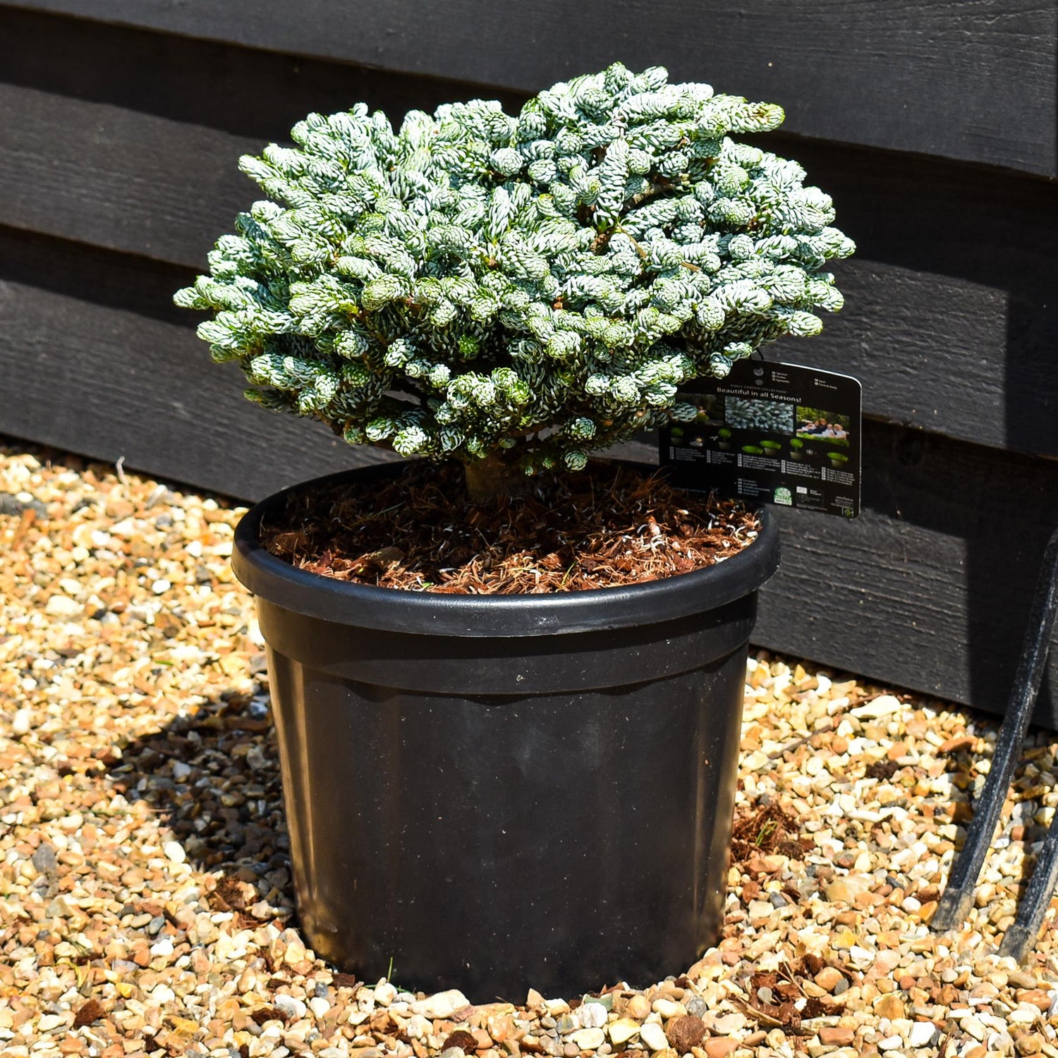 Abies koreana 'Ice Breaker' - Height 20-25cm - Width 35-40cm - 11lt