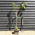 Fig - Ficus carica 'Brown Turkey' - Clear Stem 80-90cm - Height 160-170cm - 10lt