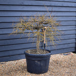 Acer palmatum 'Atropurpureum Dissectum' | Purple Japanese maple - Half Standard - Height - 90-110cm - 110lt