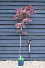 Acer palmatum 'Bloodgood' | Bloodgood Japanese Maple - 100-150cm, 5lt