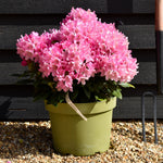 Rhododendron Yakushimanum 'Polaris' - Shrub - Height 20-30cm - 20lt