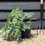Mahonia media Winter Sun| Oregon grape 'Winter Sun' - Height 20-30cm - 3lt