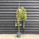 Malus Sun Rival | Weeping Crab Apple Tree - 160-180cm, 10lt