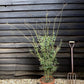 Acer palmatum 'Katsura' | Katsura Japanese Maple - Bushy - 100-150cm - 15lt