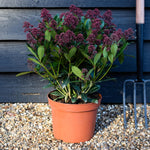 Skimmia japonica | Japanese skimmia - 'Rubella' Height 30-40cm - 5lt
