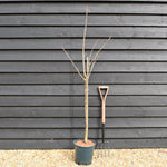 Cherry 'Sunburst' on Gisela | Prunus Avium - Dwarfing - Height 150-180cm -12lt