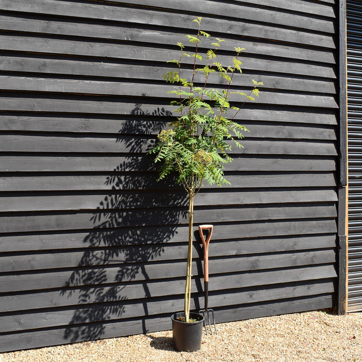 Sorbus aucuparia | European Mountain Ash - Height 160-220cm - Girth 4-8cm - Pot Grown - 12lt