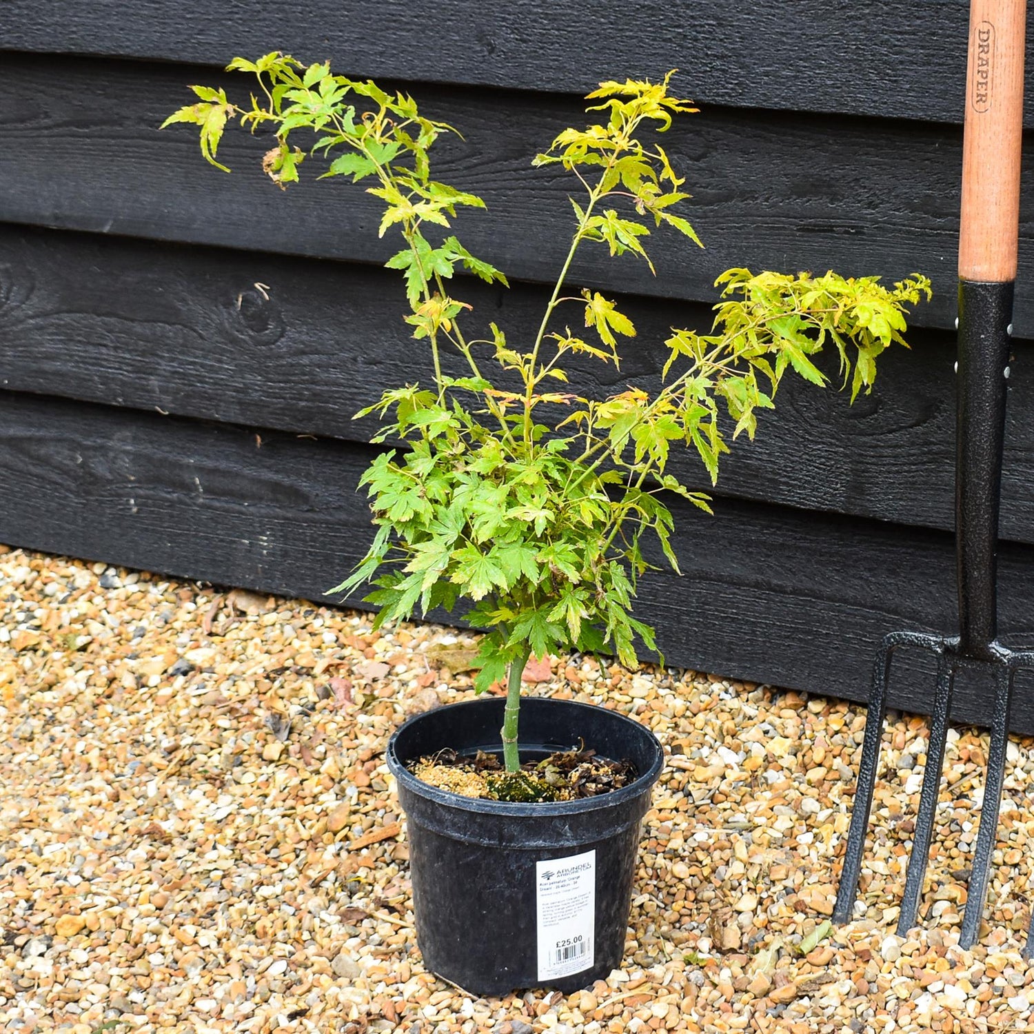 Acer palmatum 'Orange Dream' | Japanese Maple - Bushy - 20-40cm - 3lt