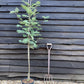 Sorbus aucuparia Sheerwater Seedling | Rowan | Mountain Ash - 160-180cm - 12lt